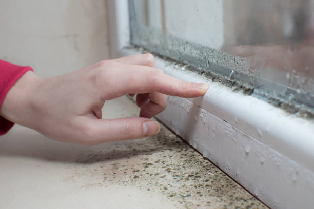 Best Black Mold Removal  in Greeneville, TN
