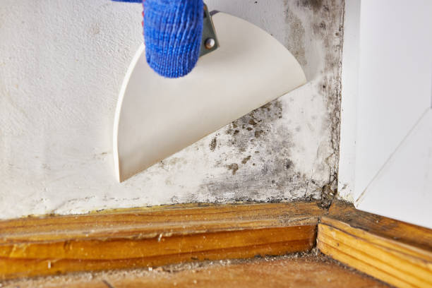 Professional Mold Removal in Greeneville, TN